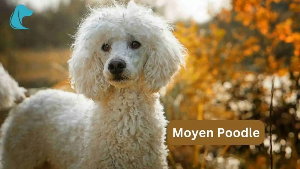 this image is about Mini Golden Retriever vs Goldendoodle Moyen Poodle