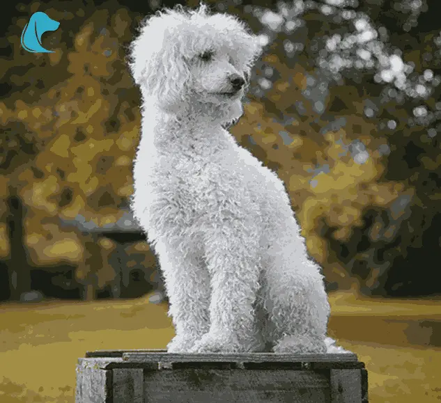 This image is about Mini Golden Retriever Moyen Poodle name