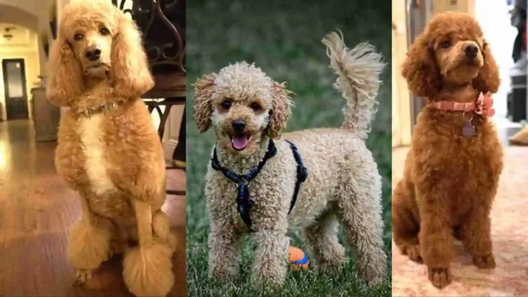 Moyen Poodle Size - Full Growth Guide 2024 3 Moyen Poodle Size – Full Growth Guide 2024
