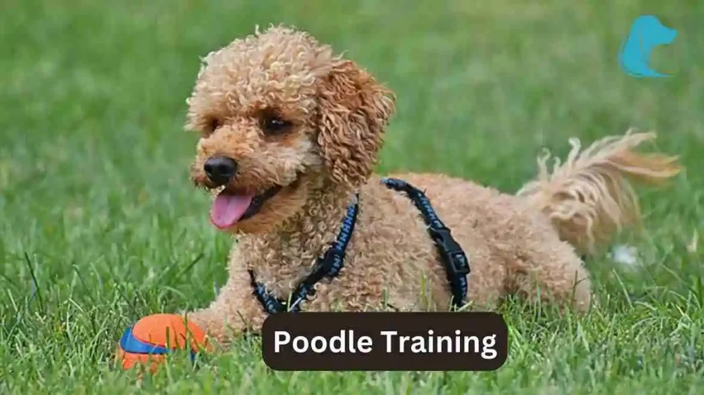 this image is about Mini Golden Retriever vs Goldendoodle moyen Poodle Training