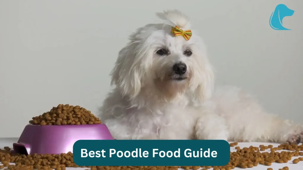this image is about Mini Golden Retriever vs Goldendoodle Poodles food