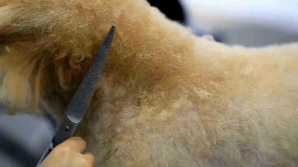this image is about Mini Golden Retriever vs Goldendoodle Do Poodles Shed