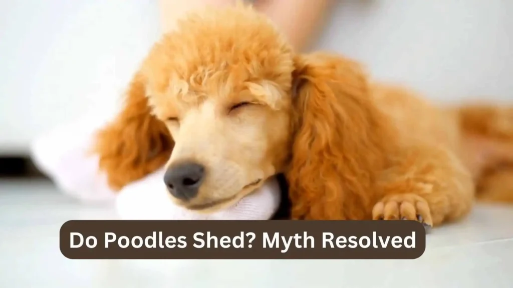 this image is about Mini Golden Retriever vs Goldendoodle Do Poodles Shed