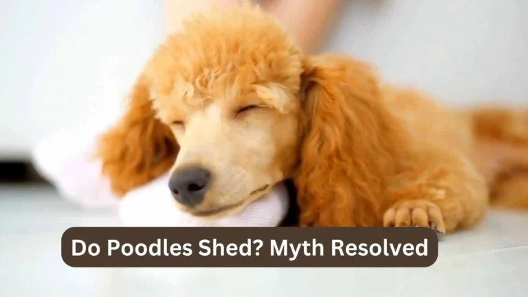 Do Poodles Shed? Myth Resolved Tips