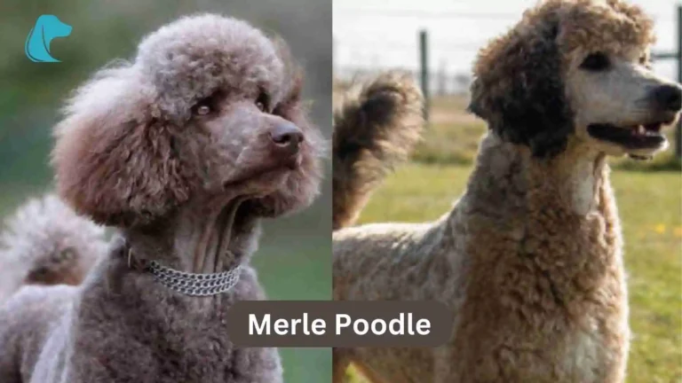 Merle Poodle – A Unique Breed Information