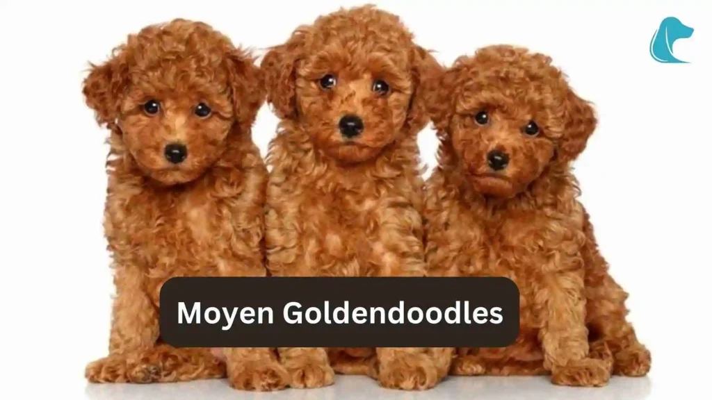 this image is about Mini Golden Retriever vs Goldendoodle Moyen Goldendoodles