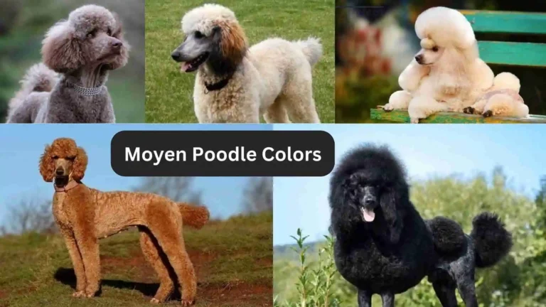 Moyen Poodle Colors 2024 - Coat & Pattern Information 4 Moyen Poodle Colors 2024 – Coat & Pattern Information