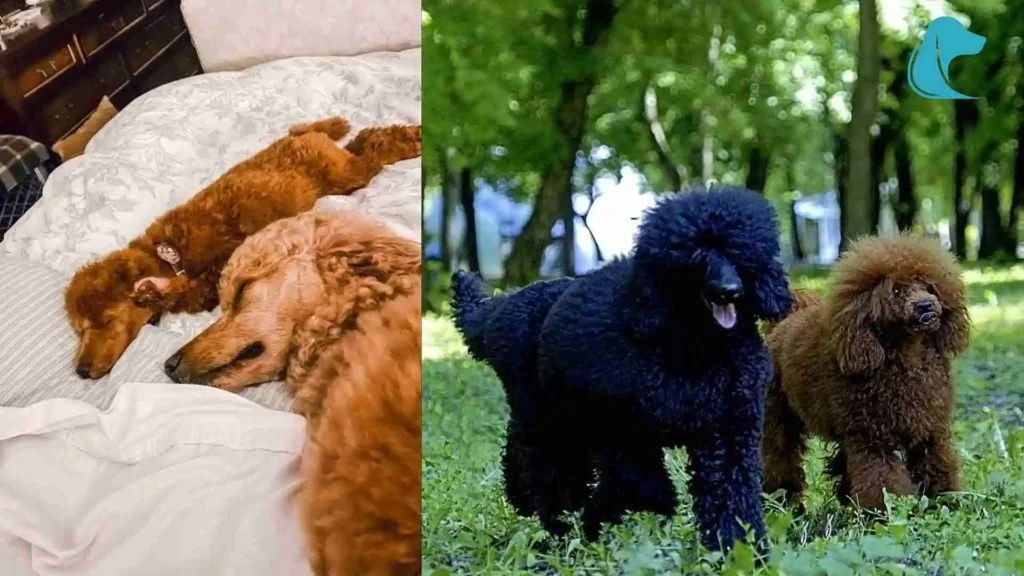 this image is about Mini Golden Retriever vs Goldendoodle moyen standard poodle