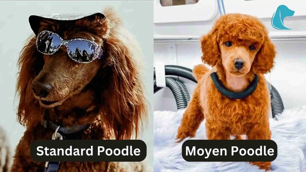 this image is about Mini Golden Retriever vs Goldendoodle Moyen vs Standard Poodles