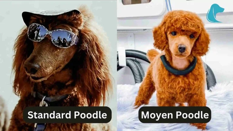 Moyen vs Standard Poodles 2024 - Size & Temperaments 6 Moyen vs Standard Poodles 2024 – Size & Temperaments