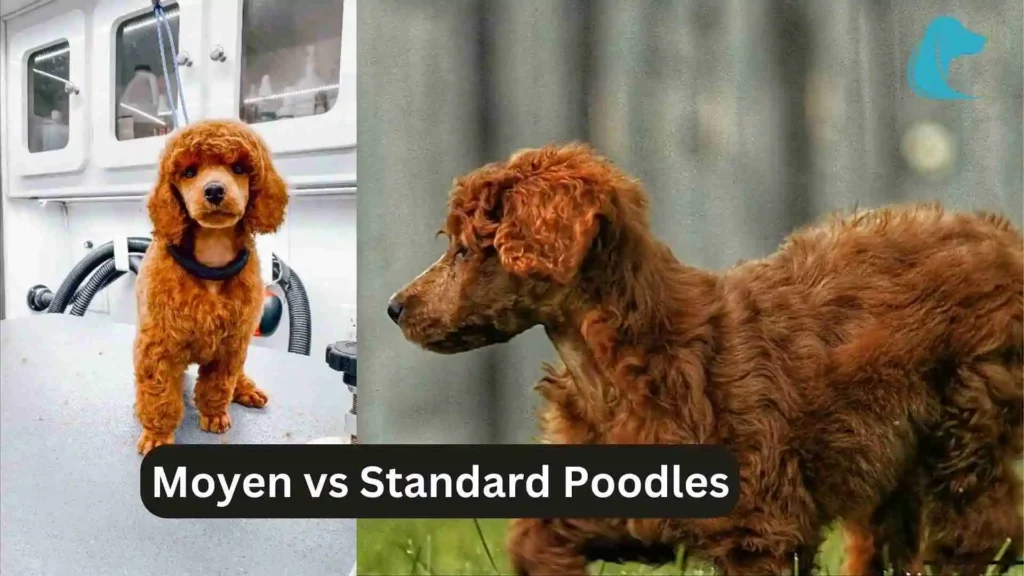 this image is about Mini Golden Retriever vs Goldendoodle Moyen vs Standard Poodles