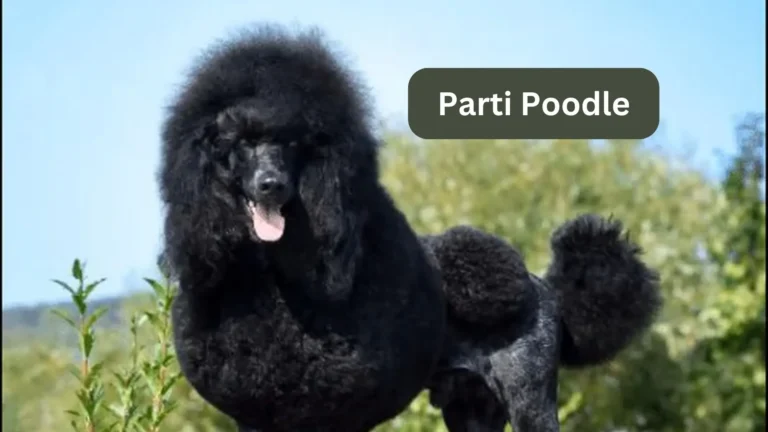 Parti Poodle 2024 – Colors & Breed Information