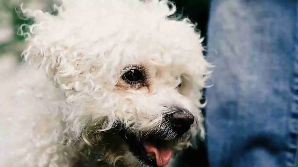 this image is about Mini Golden Retriever vs Goldendoodle Poodle hypoallergenic