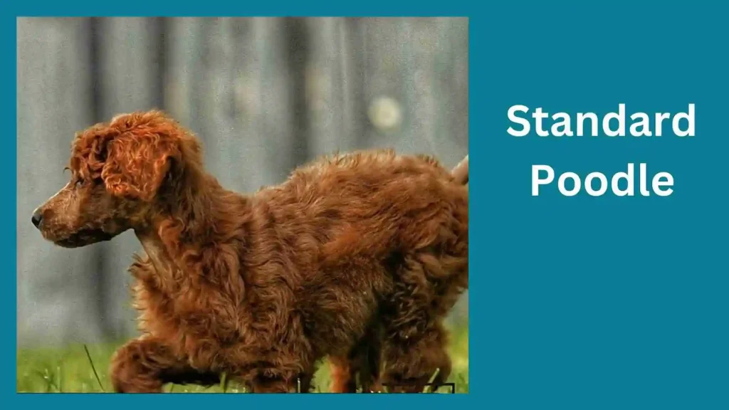 this image is about Mini Golden Retriever vs Goldendoodle Standard Poodle