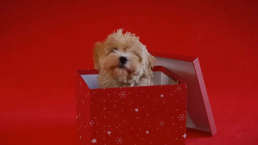 this image is about Mini Golden Retriever vs Goldendoodle Teacup Poodles