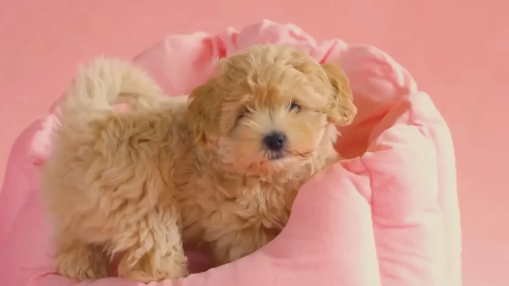 this image is about Mini Golden Retriever vs Goldendoodle Teacup Poodle appearance