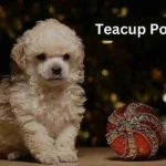 Teacup Poodle
