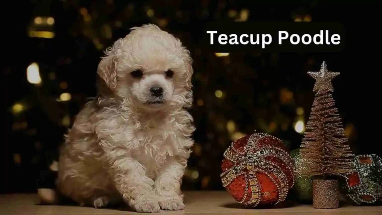 Teacup Poodles 2024 – Price, Size & History Information