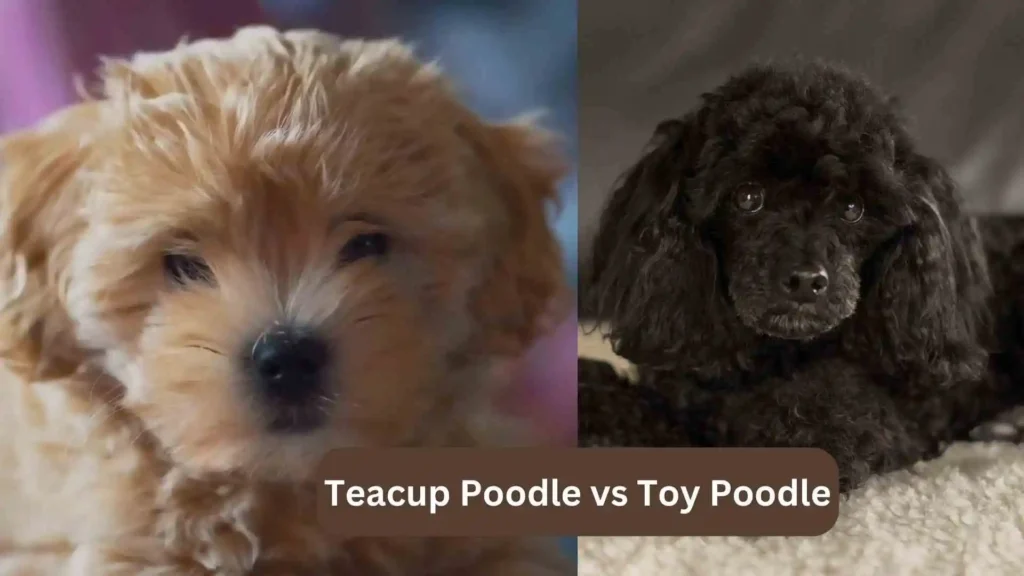 this image is about Mini Golden Retriever vs Goldendoodle Teacup Poodle vs Toy Poodle