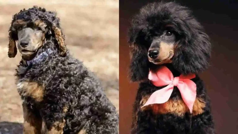 Phantom Poodles 2024 - Price & Color Information 5 Phantom Poodles 2024 – Price & Color Information