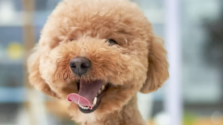 Toy Poodles 2024 - Price & Color Information 1 Toy Poodles 2024 – Price & Color Information